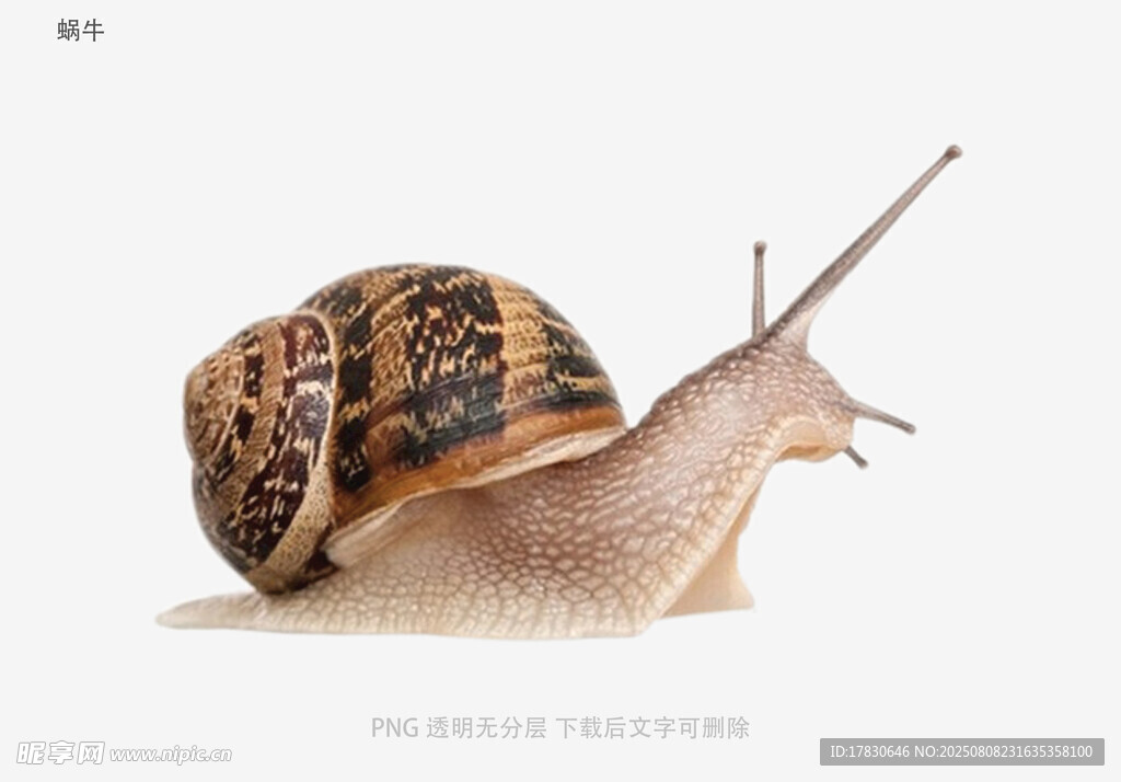 蜗牛