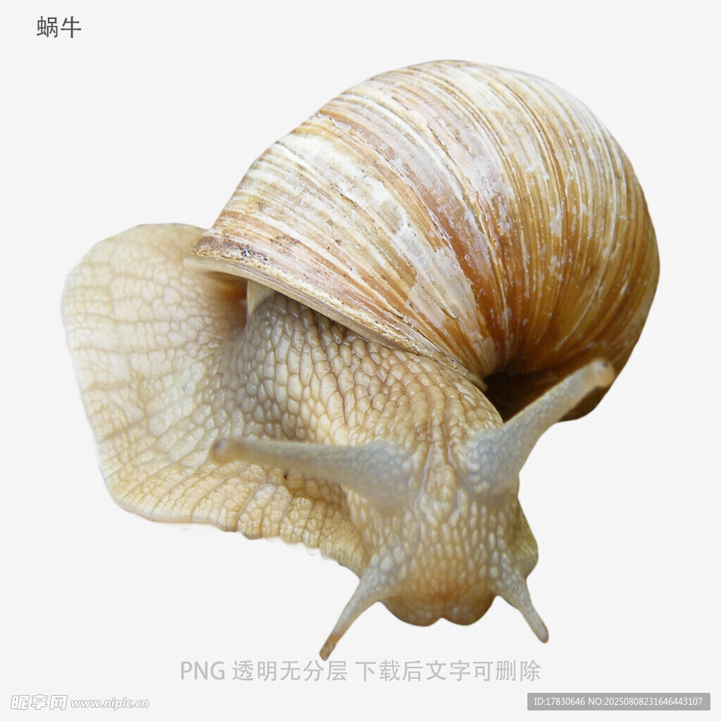 蜗牛