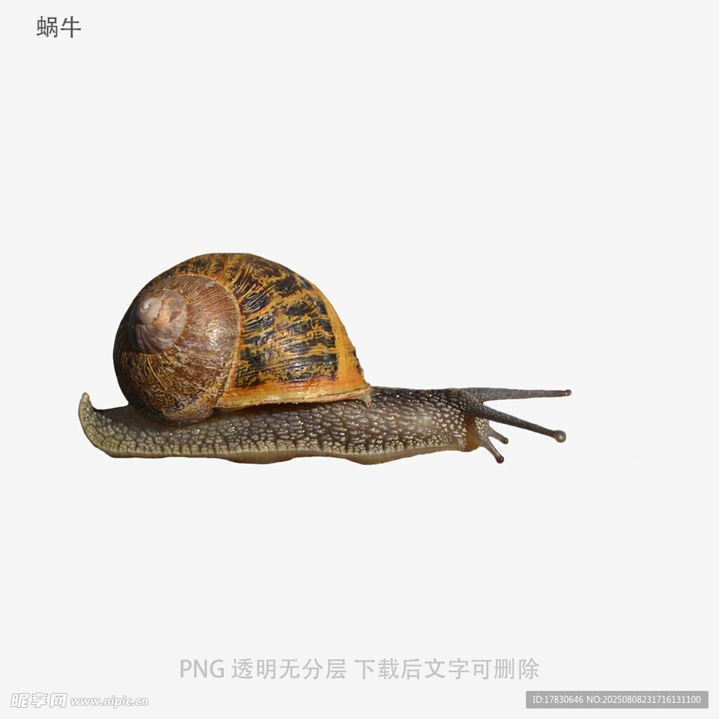 蜗牛