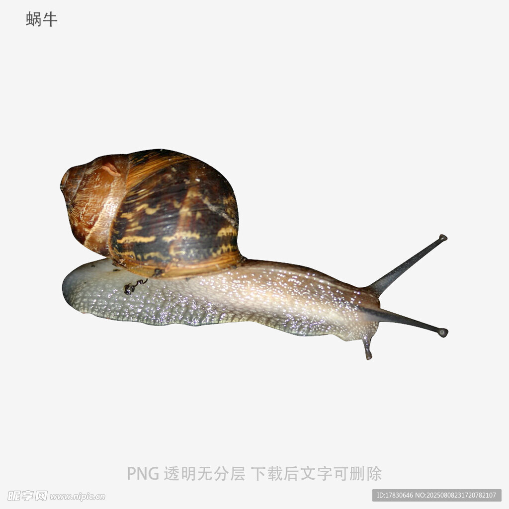 蜗牛