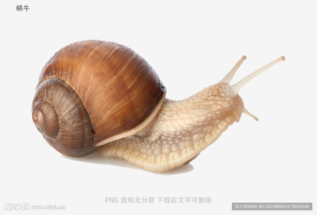 蜗牛