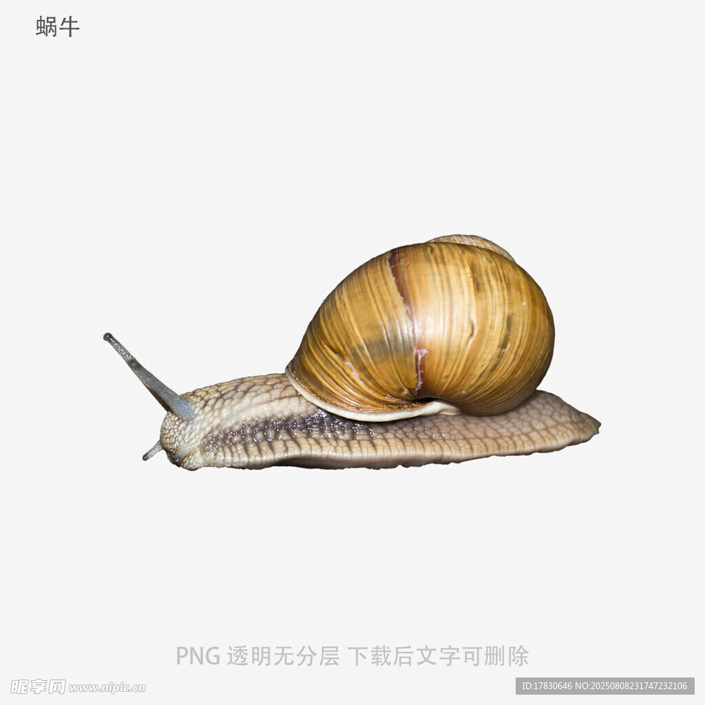 蜗牛