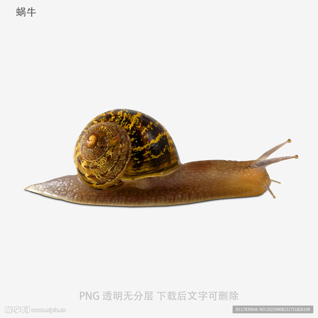 蜗牛