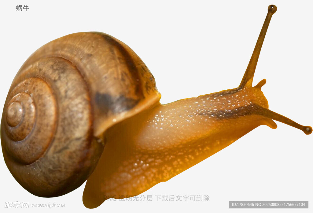 蜗牛