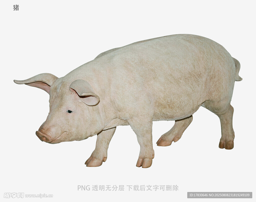 猪