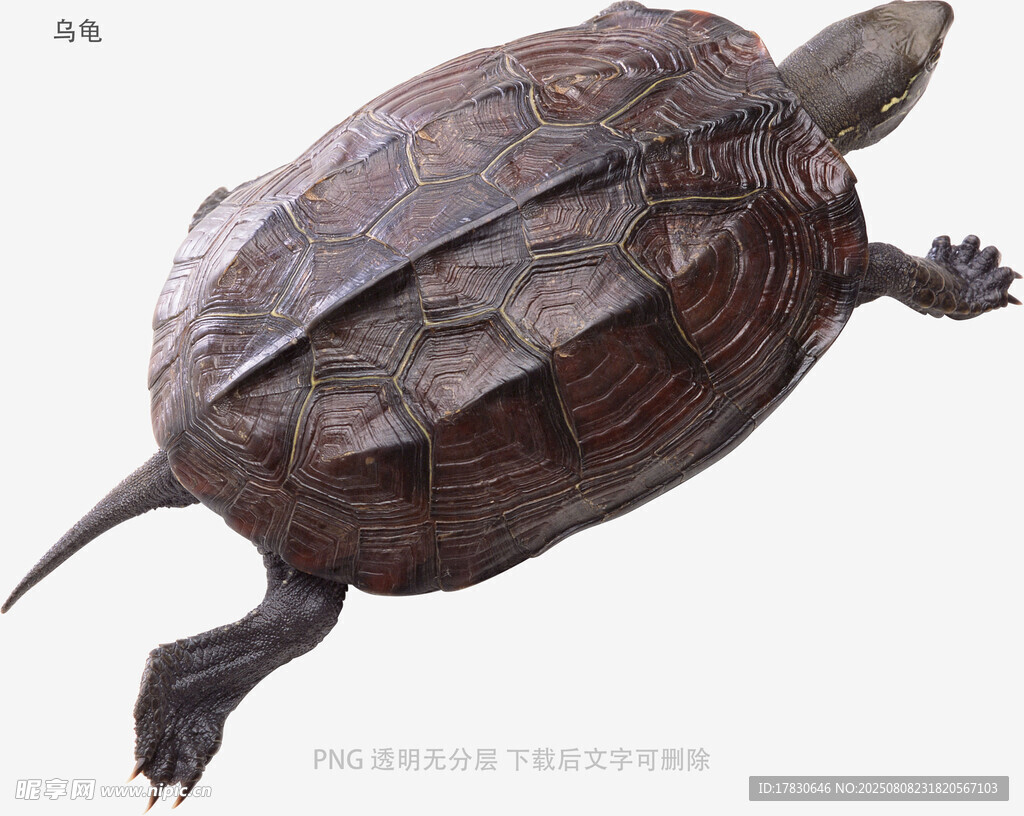 乌龟