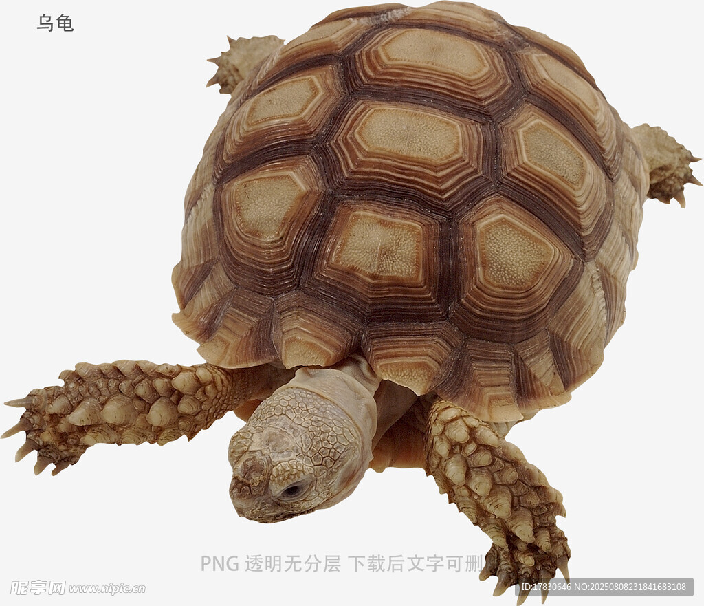 乌龟