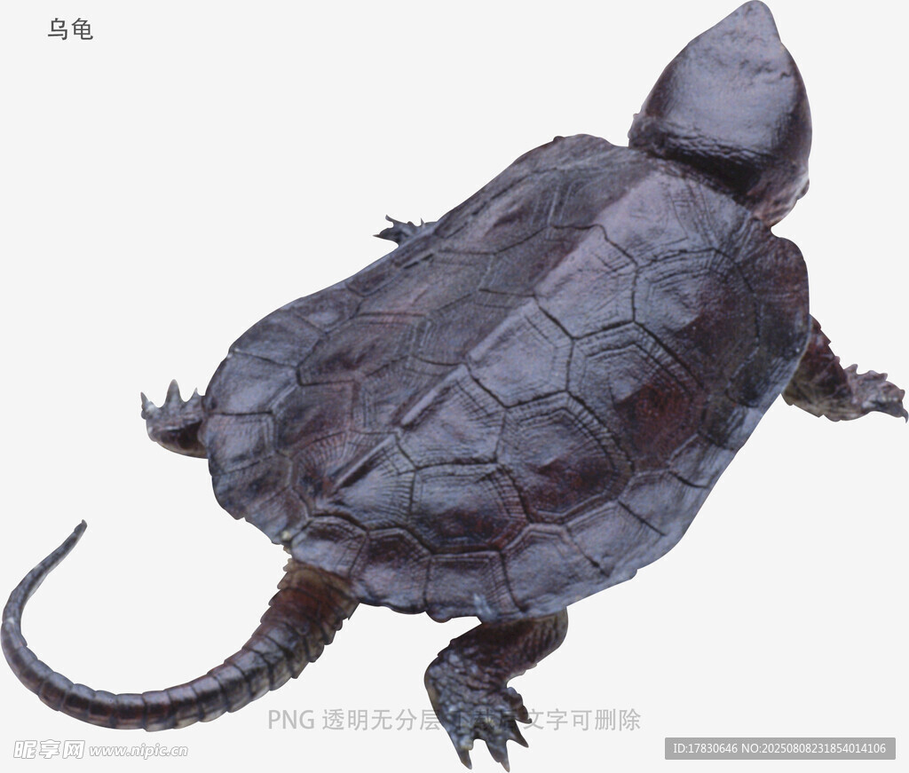 乌龟