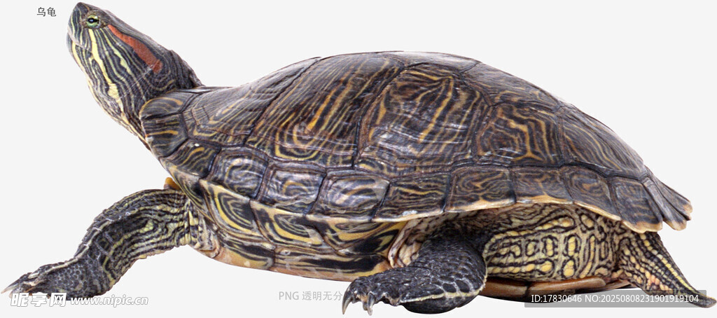 乌龟