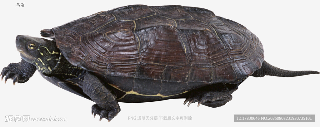 乌龟