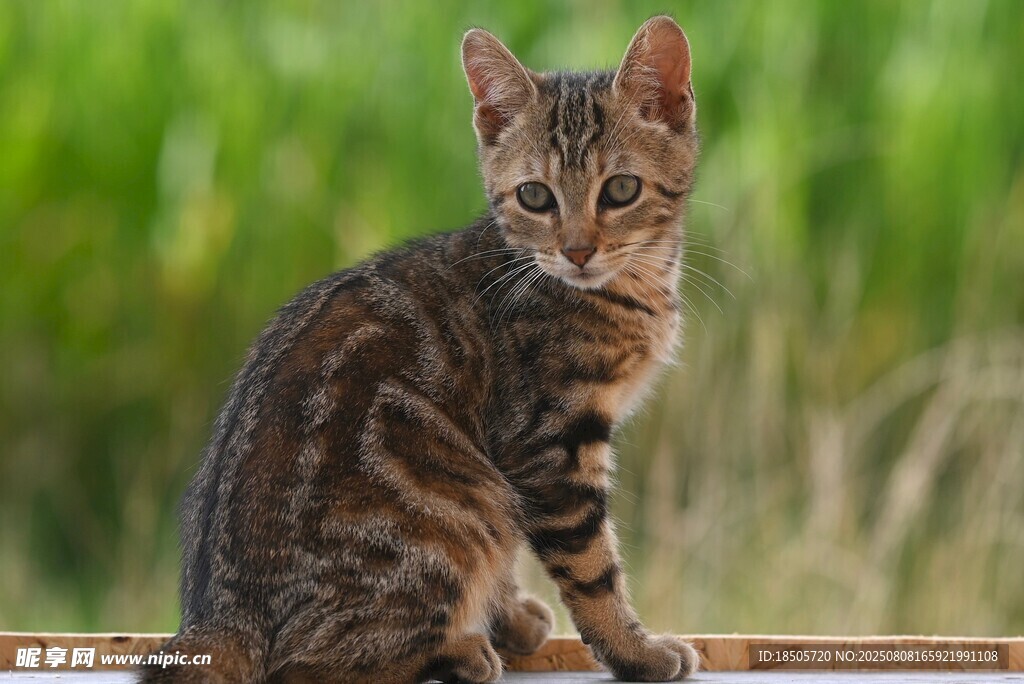 可爱斑纹小猫坐于户外