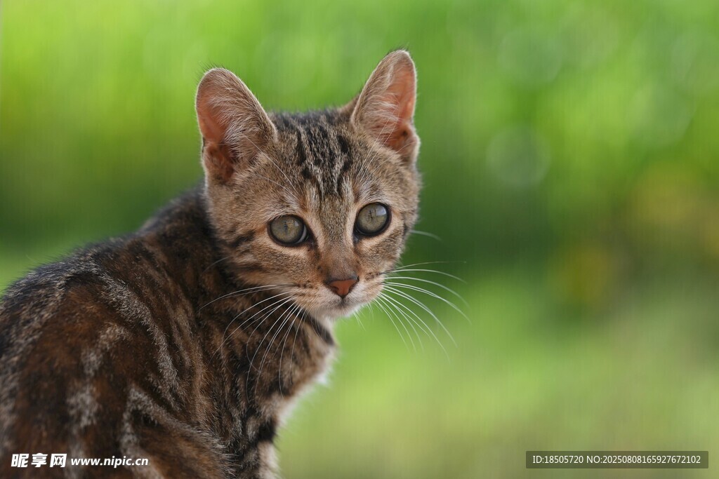 可爱斑纹小猫看向镜头