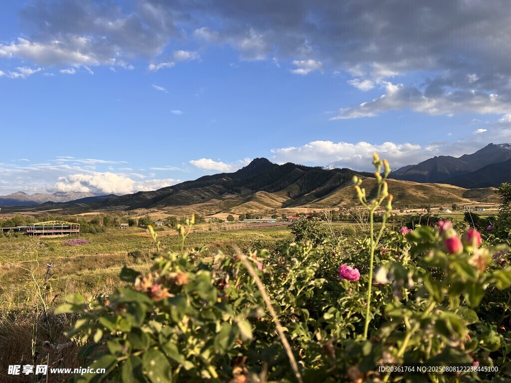 山野花卉与远处山峦美景