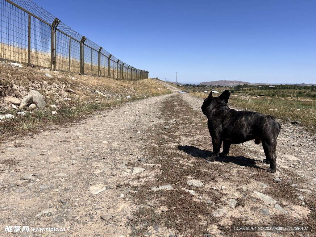 小路上的黑犬