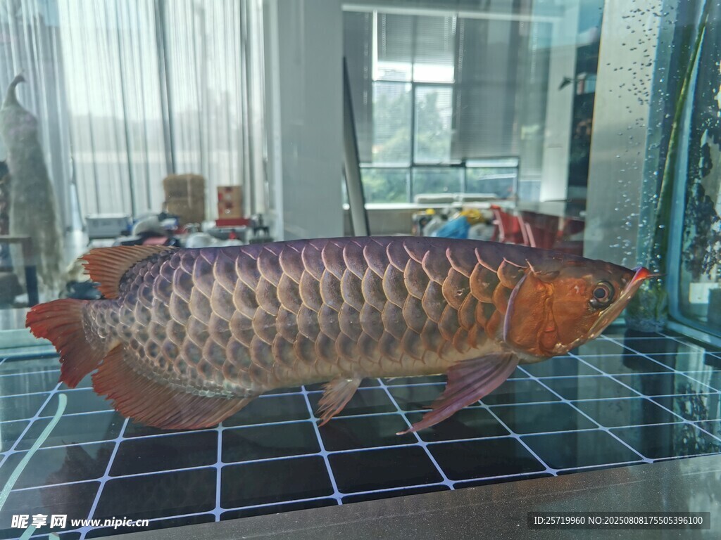 银龙鱼