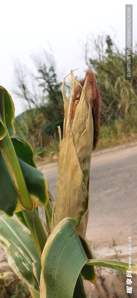 路边挺拔的玉米棒特写