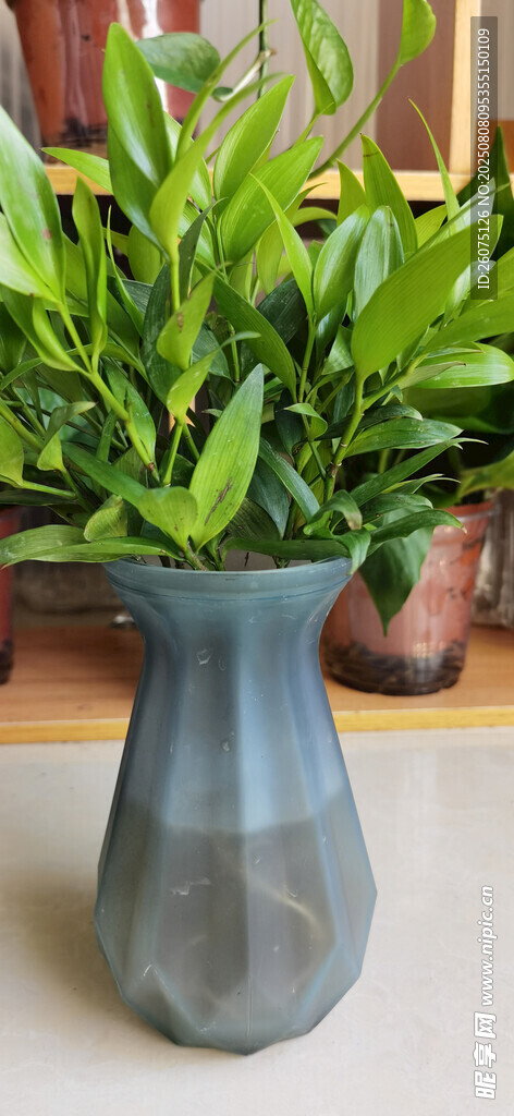 灰盆绿植清新室内小景