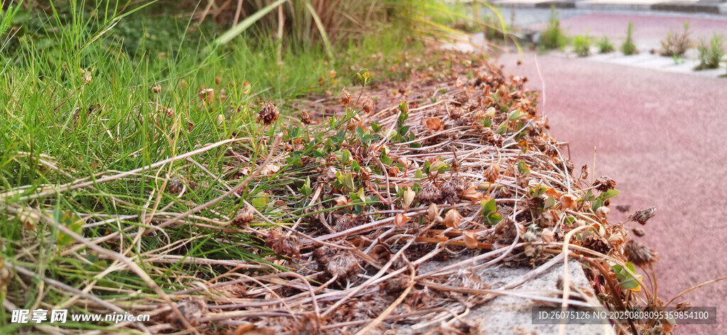 路边枯萎植物