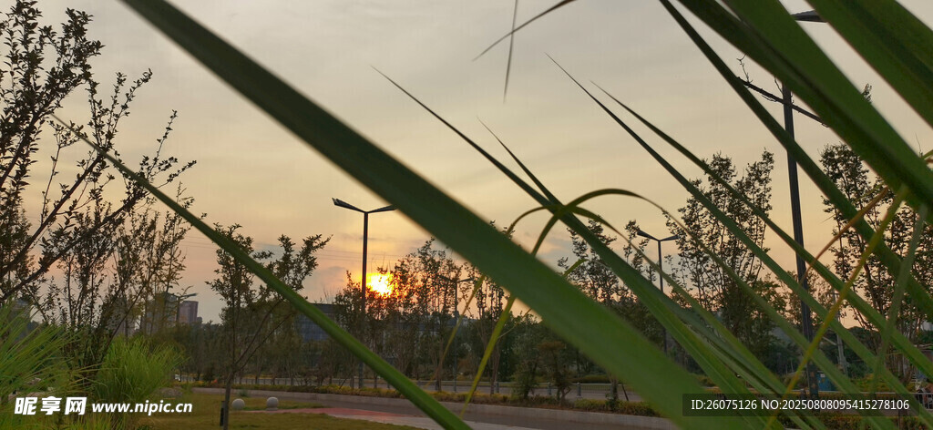 夕阳下的荒野植物景观