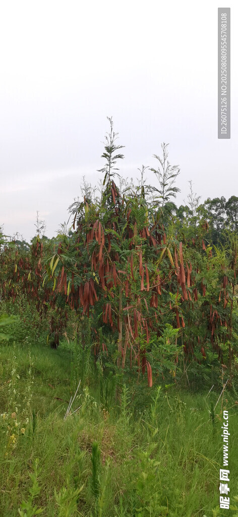公园草地里繁茂的树木景象