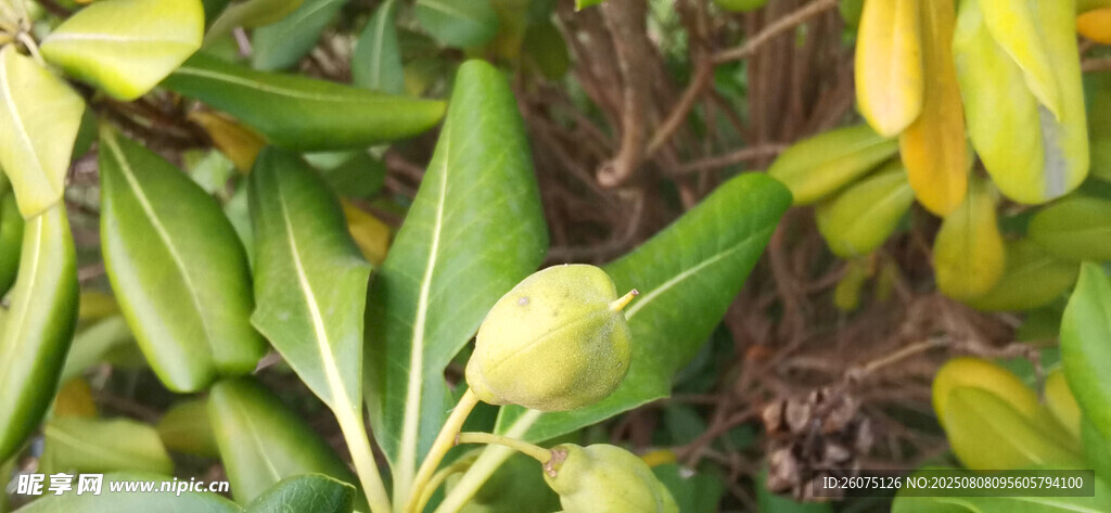 翠绿植物海桐叶片与果实特写