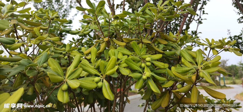 绿叶繁茂的海桐树木与果实