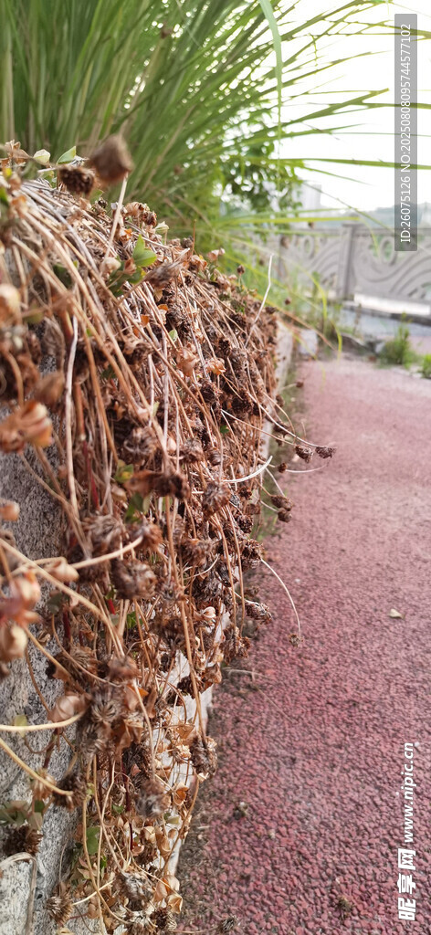 户外景观小径与枯藤