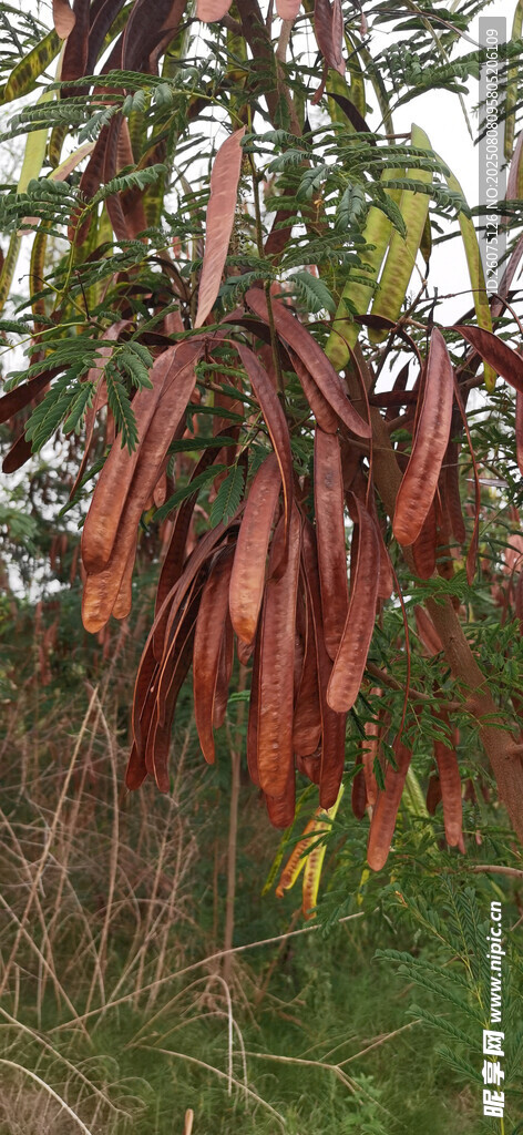 银合欢枝头垂挂的红褐色荚果