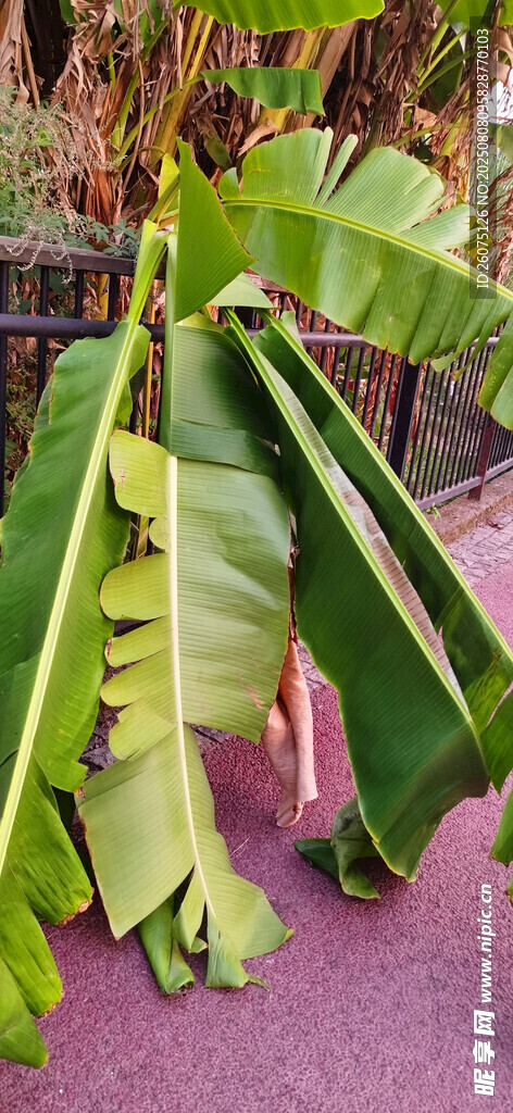香蕉树断枝特写