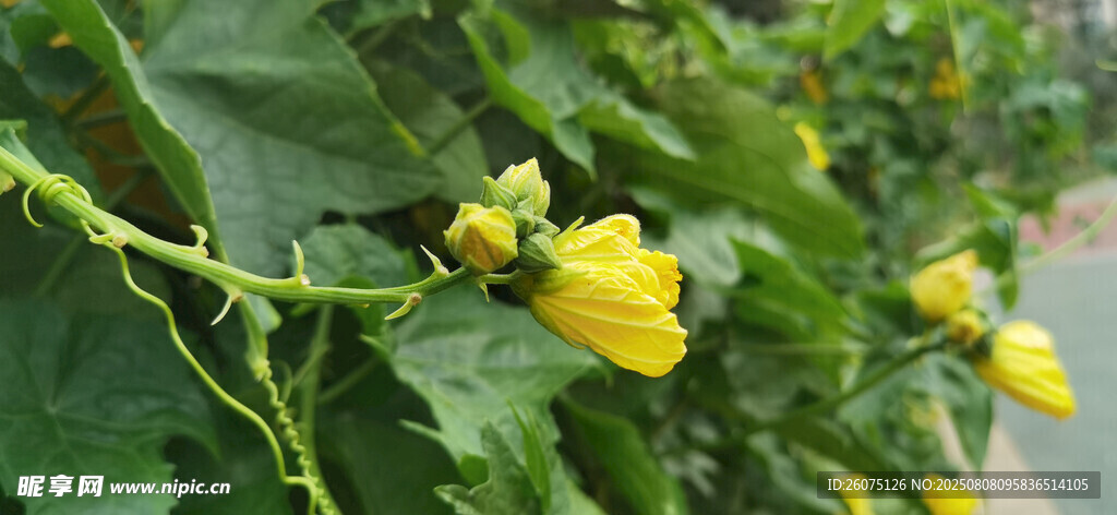 枝头绽放的黄色瓜花