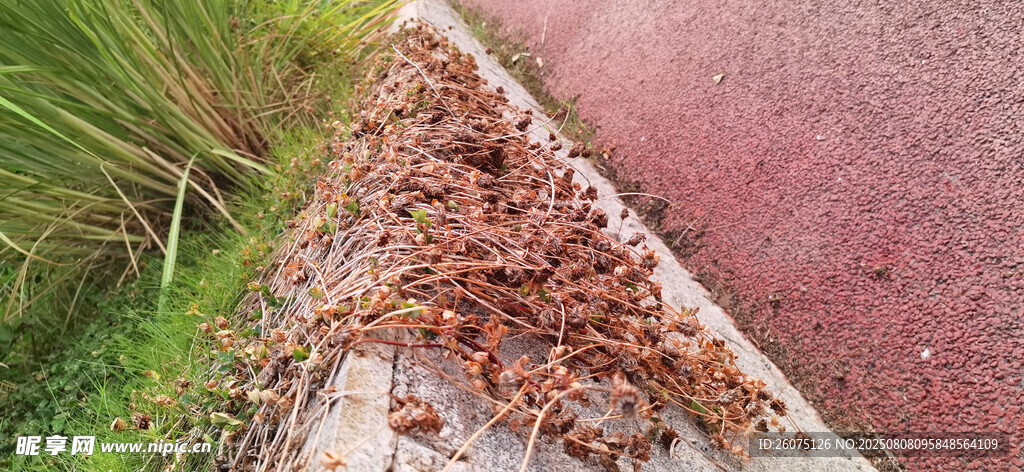 红色步道旁蔓延至路沿的枯草藤