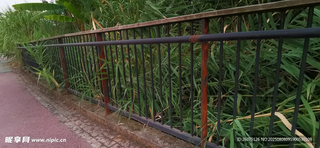 路边铁艺围栏与绿植景观