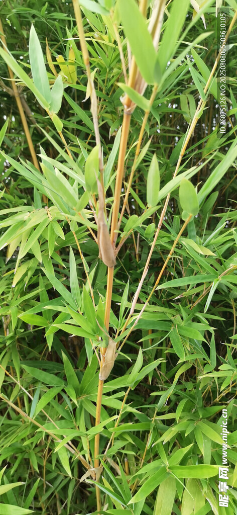 野外繁茂生长的绿色竹子