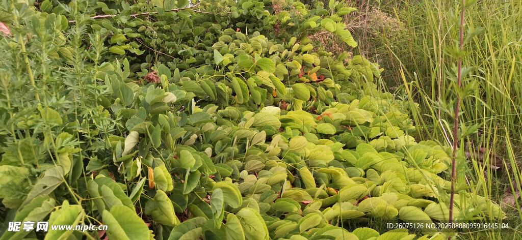 草地上茂密羊蹄甲枝叶绿植景观