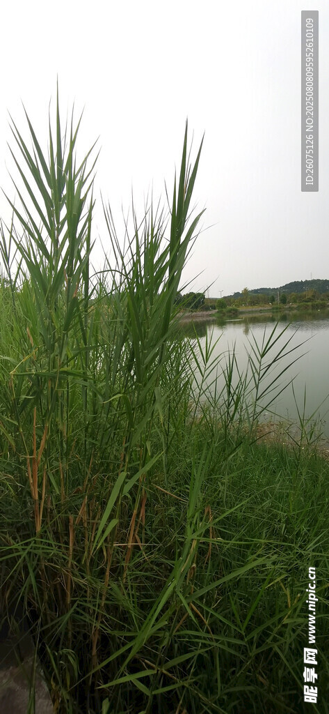 湖畔芦苇随风摇曳