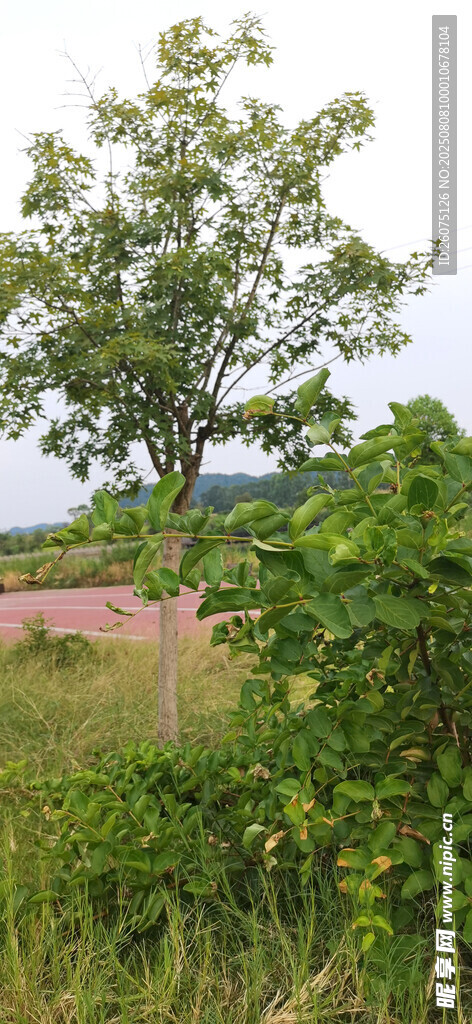 野外绿意盎然的树木与草地