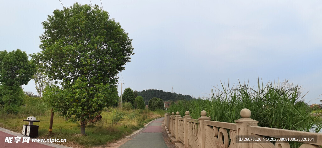 城郊小路旁的葱郁绿树