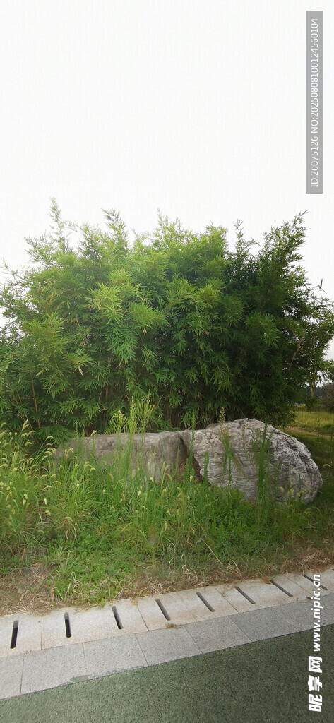 路边竹林与景观石