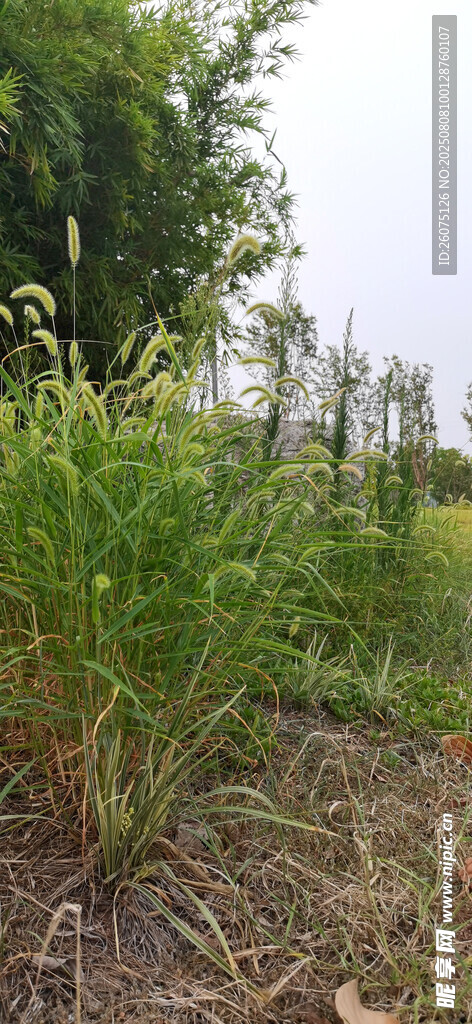 野外丛生的绿色狗尾草植物