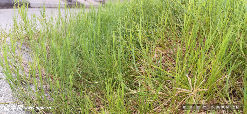 路边翠绿茂盛的草丛