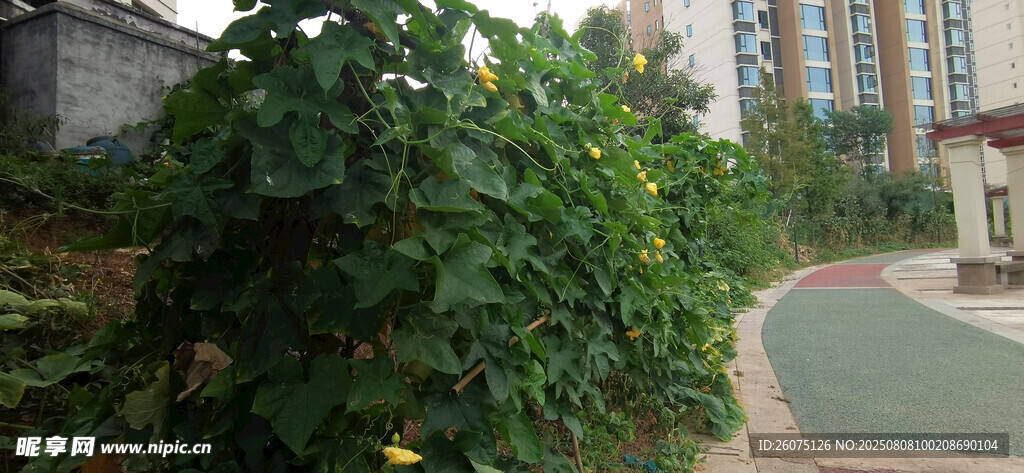 小区绿植环绕的休闲小径