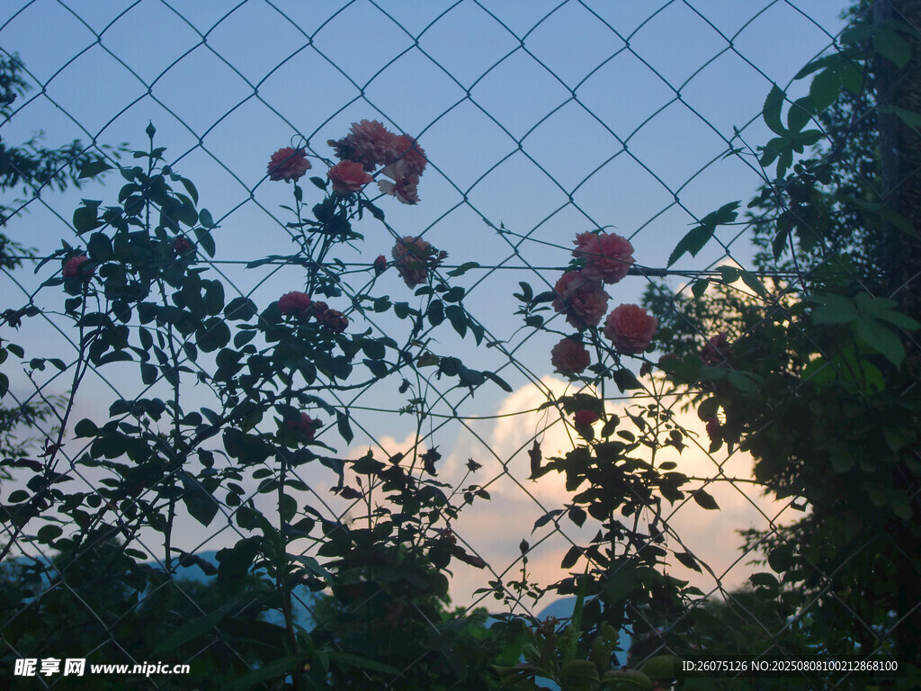 夕阳下围栏旁的盛放花朵