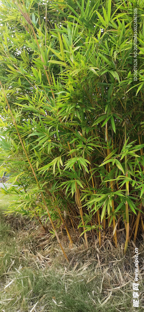 翠绿竹林自然清新景致