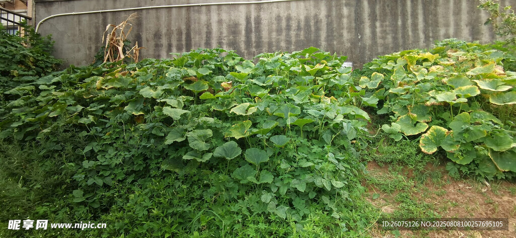 庭院中的繁茂南瓜绿植