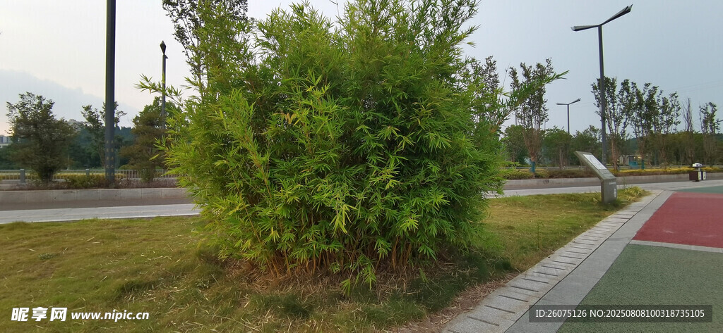 路边绿植竹林景观