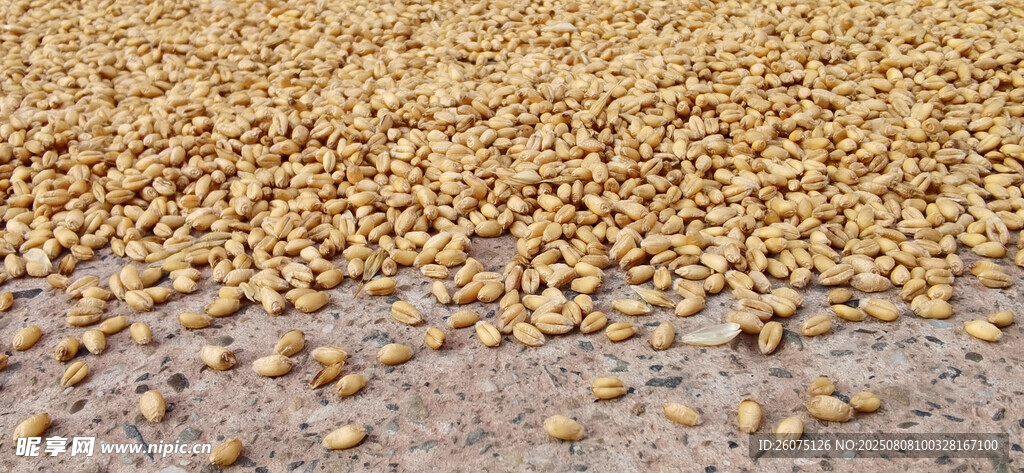 金黄麦粒铺满地面