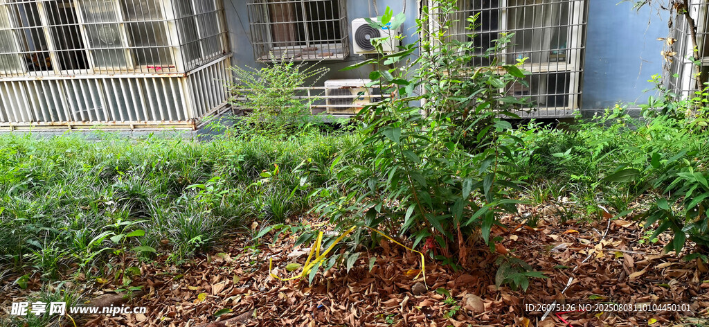庭院绿植景观