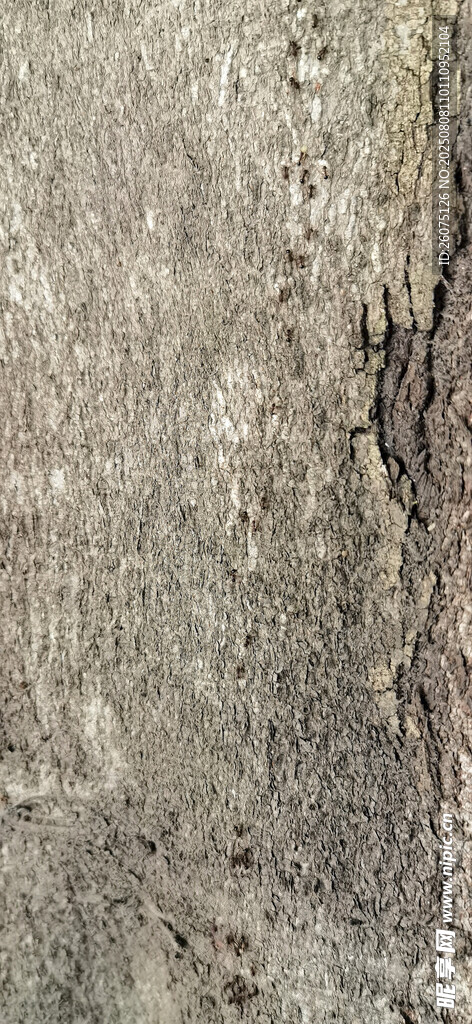 粗糙树皮纹理特写