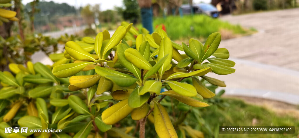 绿叶植物枝叶特写