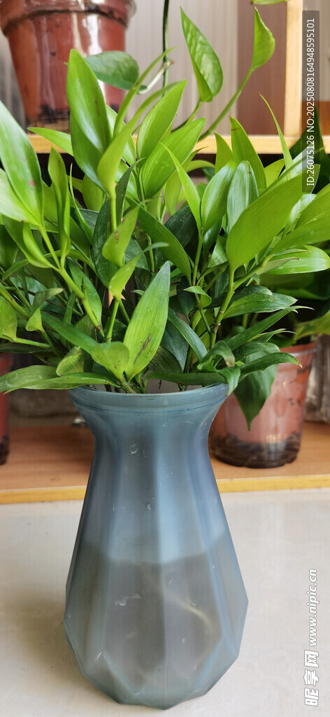 灰盆绿植清新室内小景